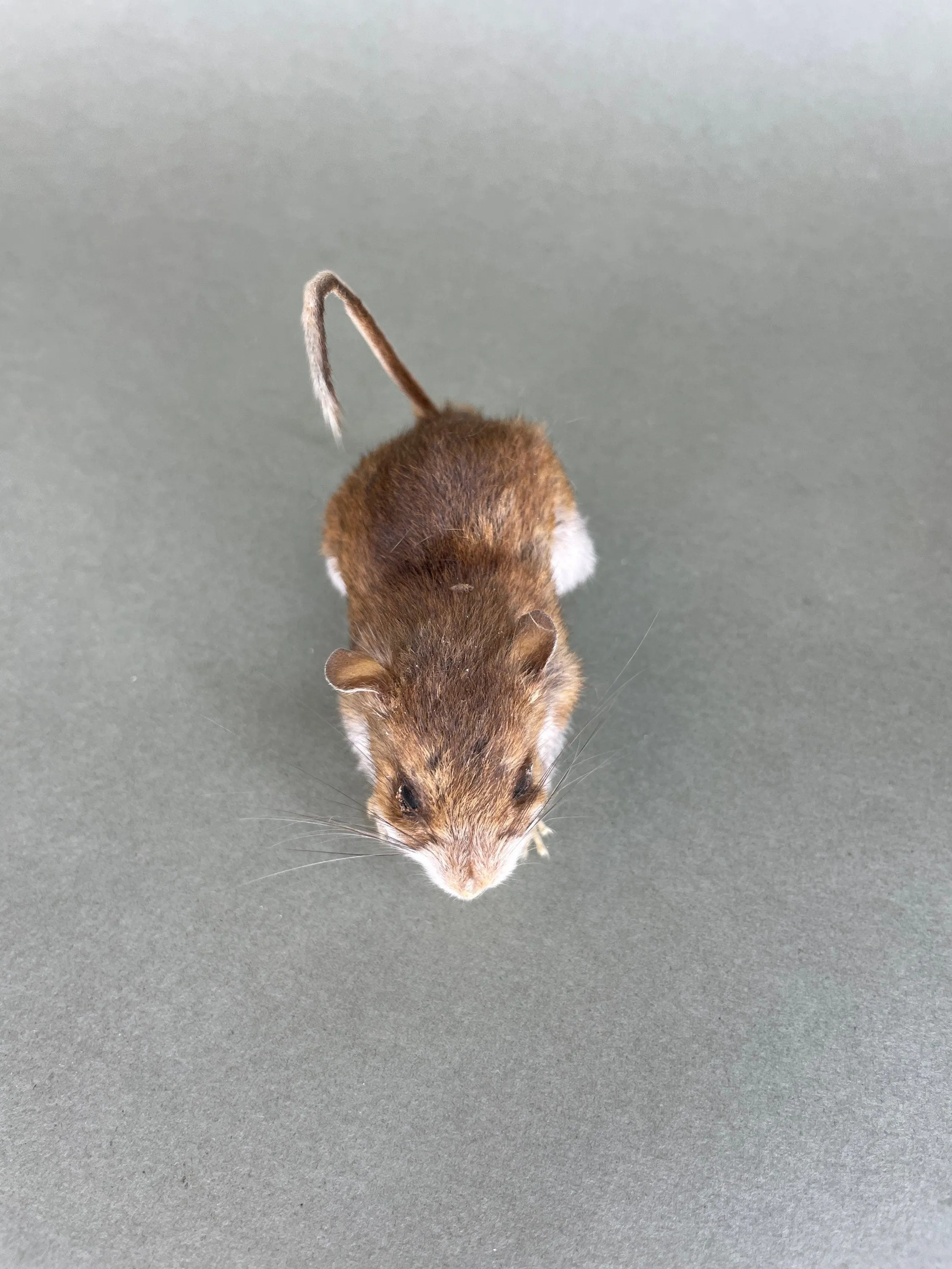 Taxidermy Field Mouse On all Fours Brown Mice