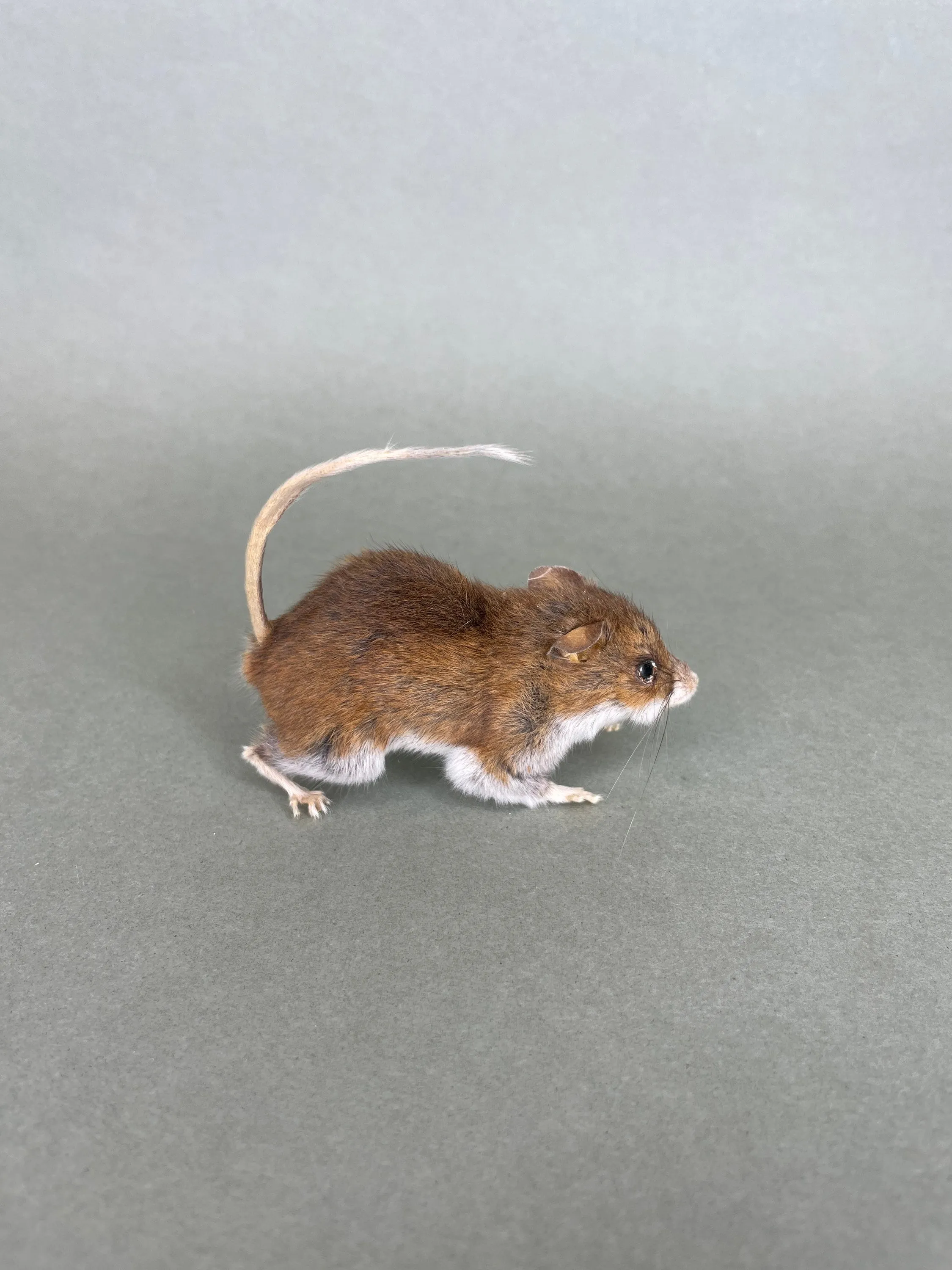 Taxidermy Field Mouse On all Fours Brown Mice