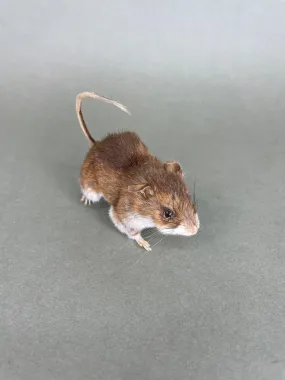 Taxidermy Field Mouse On all Fours Brown Mice