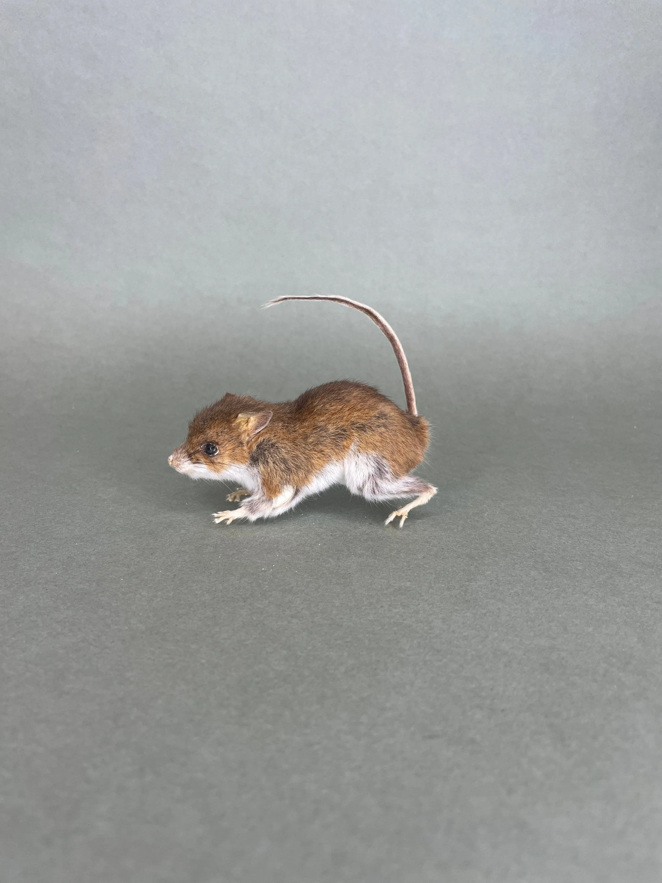 Taxidermy Field Mouse On all Fours Brown Mice