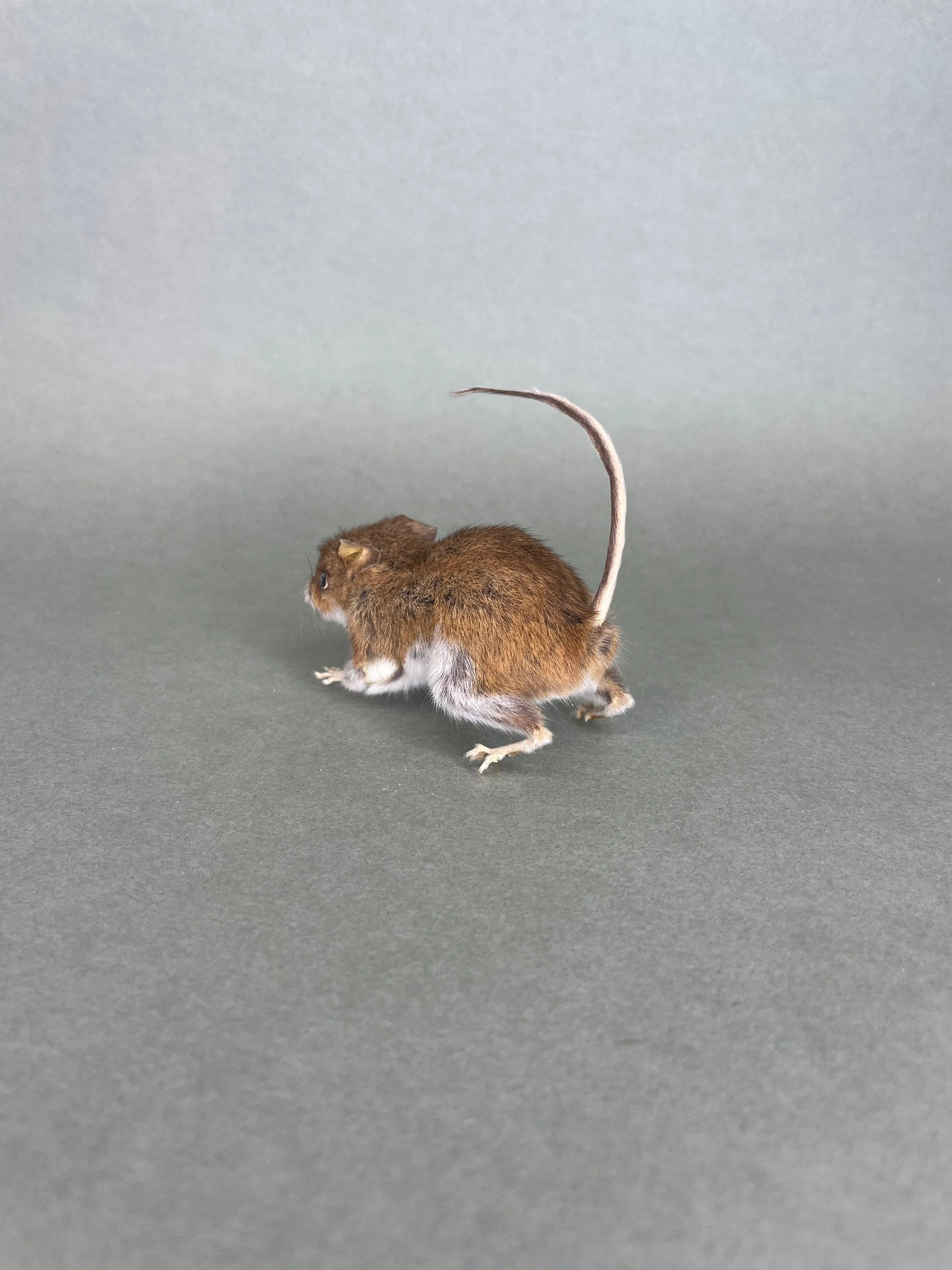 Taxidermy Field Mouse On all Fours Brown Mice