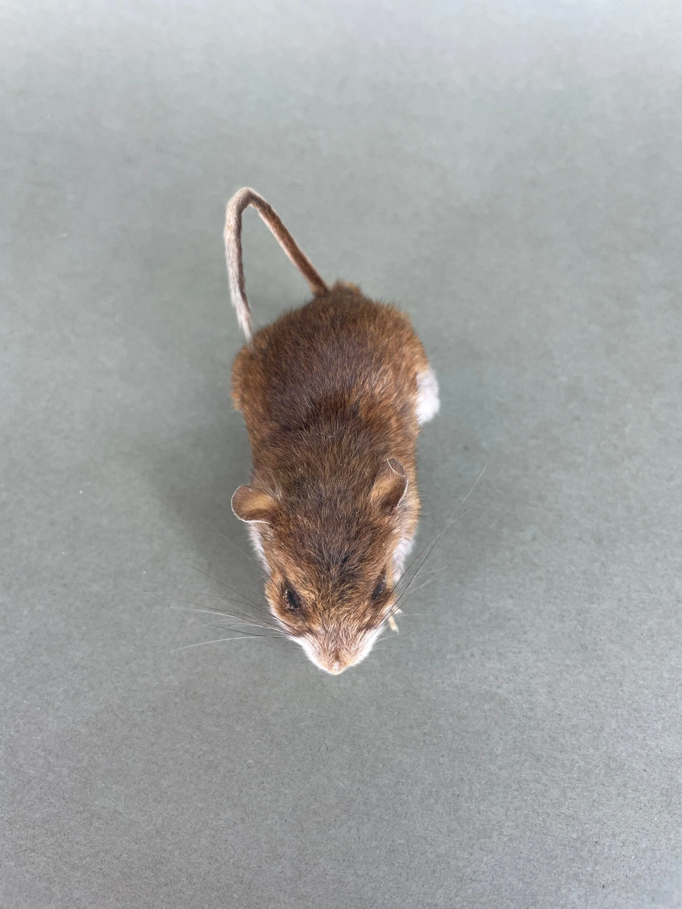 Taxidermy Field Mouse On all Fours Brown Mice