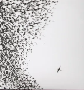 WILCO / SKY BLUE SKY